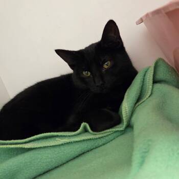Marceline -  Domestic Short Hair Cat for Adoption in Hillsboro, Missouri - Marceline | PetCurious