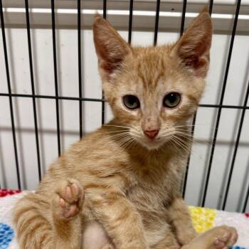 Melon -  Domestic Short Hair Cat for Adoption in NEW PT RICHEY, Florida - Melon | PetCurious