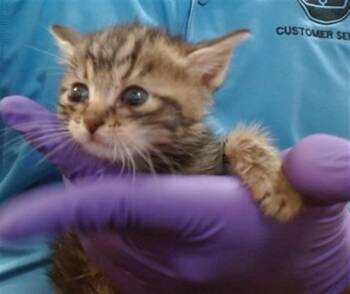 Domestic Short Hair Cats Available for Adoption in Doral, Florida - OLLY | PetCurious