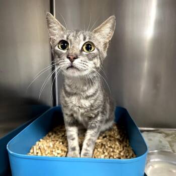Peggy -  Domestic Short Hair Cat for Adoption in Donalsonville, Georgia - Peggy | PetCurious