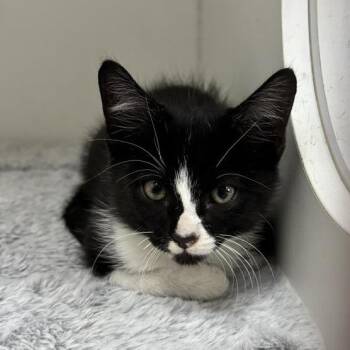 Solitaire -  Domestic Short Hair Cat for Adoption in Hawthorne, California - Solitaire | PetCurious