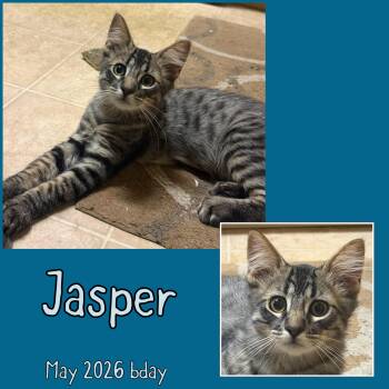 Jasper -  Domestic Long Hair Cat for Adoption in Vacaville, California - Jasper | PetCurious