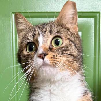 Chickpea (16893) -  Domestic Short Hair Cat for Adoption in Washington, District Of Columbia - Chickpea (16893) | PetCurious