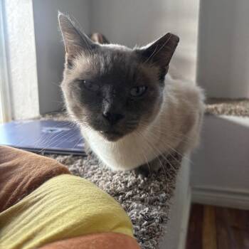 Ghost -  Domestic Short Hair Cat for Adoption in Midland, Texas - Ghost | PetCurious