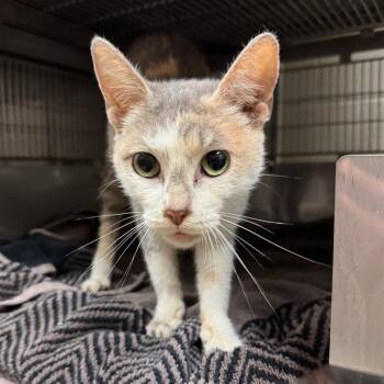 Dreamsicle -  Domestic Short Hair Cat for Adoption in Bristol, Indiana - Dreamsicle | PetCurious