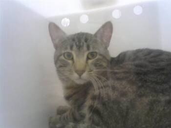 Domestic Short Hair Cats Available for Adoption - ASH | PetCurious