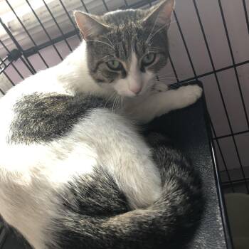 Rescue Domestic Short Hair Cats for Adoption in Salisbury, Massachusetts - Simpson | PetCurious