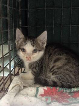 Elijah -  Domestic Short Hair Cat for Adoption in Honolulu, Hawaii - Elijah | PetCurious