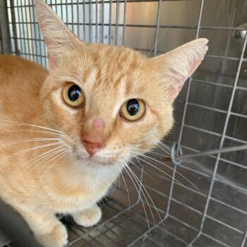 SRIRACHA -  Domestic Short Hair Cat for Adoption in Buchanan Dam, Texas - SRIRACHA | PetCurious