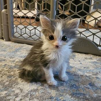 Starling -  Domestic Medium Hair Cat for Adoption in Hedgesville, West Virginia - Starling | PetCurious