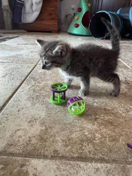 Bruno -  Domestic Short Hair Cat for Adoption in Liverpool, Texas - Bruno | PetCurious