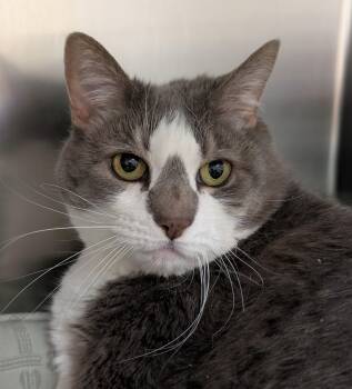 Josie Streisand -  Domestic Short Hair Cat for Adoption in Swanzey, New Hampshire - Josie Streisand | PetCurious