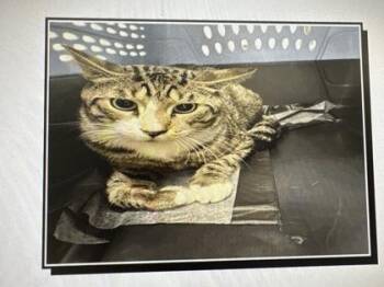 Hammerhead -  Domestic Short Hair Cat for Adoption in Daytona Beach, Florida - Hammerhead | PetCurious