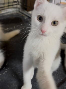 Rescue Domestic Short Hair Cats for Adoption in Cuyahoga Falls, Ohio - Angel Soft | PetCurious