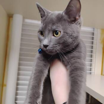 Tiger (Bonded w/ Tatiana) -  Domestic Short Hair Cat for Adoption - Tiger (Bonded W/ Tatiana) | PetCurious
