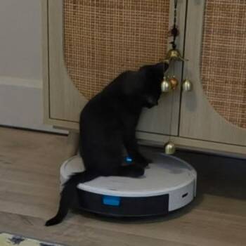 Annie -  Domestic Short Hair Cat for Adoption in Evansville, Indiana - Annie | PetCurious