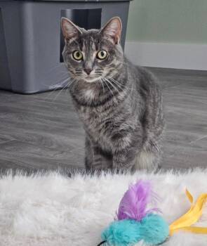 Rescue Tiger Cats for Adoption in Goshen, Indiana - Cassie | PetCurious