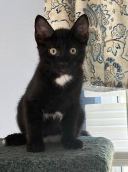 Cinderpelt -  Domestic Short Hair Cat for Adoption in Berwick, Pennsylvania - Cinderpelt | PetCurious