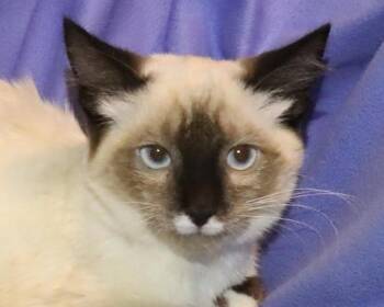 Stache -  Siamese Cat for Adoption in Euclid, Ohio - Stache | PetCurious