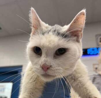 Gertie -  Domestic Short Hair Cat for Adoption in Golden, Colorado - Gertie | PetCurious