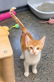Hooey -  Domestic Short Hair Cat for Adoption in Grand Rapids, Michigan - Hooey | PetCurious