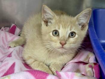 JAYE -  Domestic Short Hair Cat for Adoption in Ames, Iowa - JAYE | PetCurious