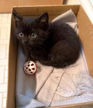 Domestic Short Hair Cats Available for Adoption in North Babylon, New York - Stewie | PetCurious