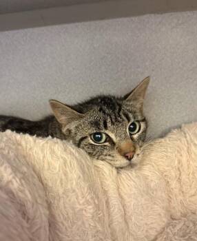 Judge -  Domestic Short Hair Cat for Adoption in Osseo, Michigan - Judge | PetCurious