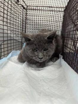 Domestic Short Hair Cats Available for Adoption - MAPLE | PetCurious