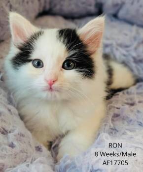 Ron -  Domestic Short Hair Cat for Adoption - Ron | PetCurious