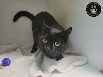 Bob -  Domestic Short Hair Cat for Adoption in Delson, Quebec - Bob | PetCurious