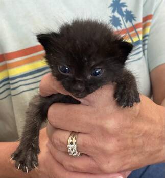 Rescue Domestic Short Hair Cats for Adoption in Blackfoot, Idaho - Bunny | PetCurious