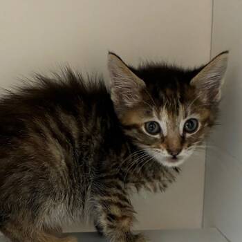 Jazzie -  Domestic Short Hair Cat for Adoption in Uniontown, Pennsylvania - Jazzie | PetCurious