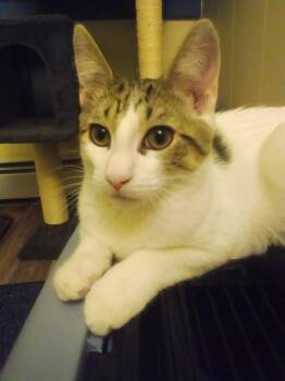 Tabby Cats Available for Adoption - Pandora’s Box: Elpis | PetCurious