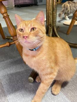 MAGOO -  Domestic Short Hair Cat for Adoption in Peru, Indiana - MAGOO | PetCurious