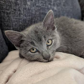 Domestic Short Hair Cats Available for Adoption in Dayton, Ohio - Della | PetCurious