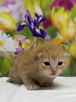 Domestic Short Hair Cats Available for Adoption in San Antonio, Texas - Lottie | PetCurious