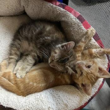 Little Fox -  Domestic Short Hair Cat for Adoption in Washington, District Of Columbia - Little Fox | PetCurious