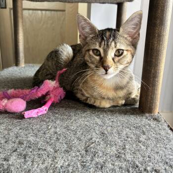 Tudy -  Extra Toes Cat Hemingway Polydactyl Cat for Adoption in Peoria, Illinois - Tudy | PetCurious
