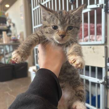 Domestic Short Hair Cats Available for Adoption in Louisville, Kentucky - Juice | PetCurious
