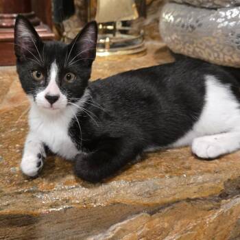 Pepper -  Domestic Short Hair Cat for Adoption in NEW PT RICHEY, Florida - Pepper | PetCurious