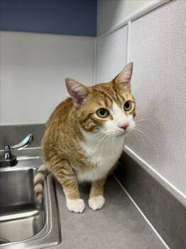 Domestic Short Hair Cats Available for Adoption in Loveland, Colorado - GEORGIE | PetCurious