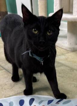 Rescue Domestic Short Hair Cats for Adoption in Camarillo, California - Cadbury | PetCurious