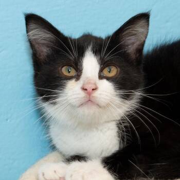 Angelica -  Domestic Short Hair Cat for Adoption in Troy, Ohio - Angelica | PetCurious