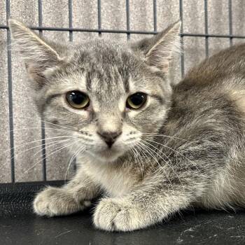 Nina Holiday is at Petco -  Domestic Short Hair Cat for Adoption in Saint Joseph, Missouri - Nina Holiday Is At Petco | PetCurious