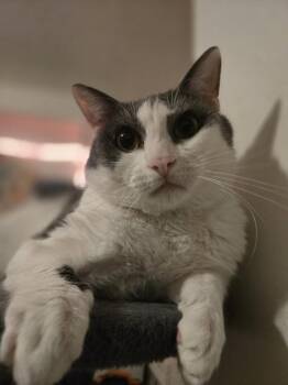 Domestic Short Hair Cats Available for Adoption in Liverpool, Texas - Jimbo | PetCurious