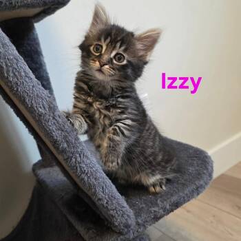 Izzy -  Domestic Short Hair Cat for Adoption in Victoria, British Columbia - Izzy | PetCurious