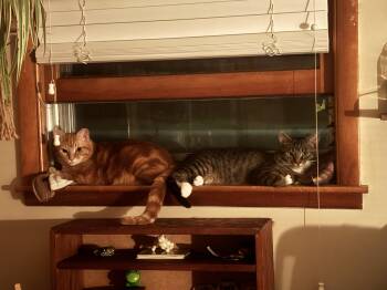 Domestic Short Hair Cats Available for Adoption in Nashville, Tennessee - Spazz & Junior (bonded Pair Of Brothers) | PetCurious