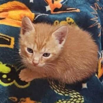 Sunfyre -  Domestic Short Hair Cat for Adoption in Monroe, Michigan - Sunfyre | PetCurious