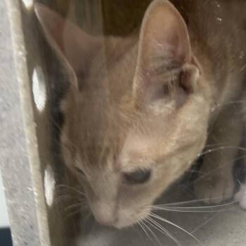 Domestic Short Hair Cats Available for Adoption in Philadelphia, Pennsylvania - Diesel | PetCurious
